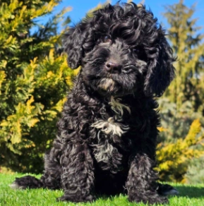 Cavapoo Welpe zu verkaufen