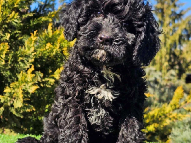 Perros Cavapoo en venta