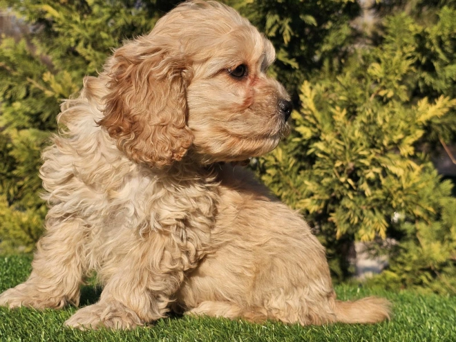 Cavapoo Welpe zu verkaufen