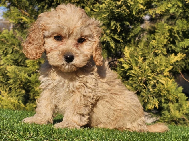 Cavapoo Welpe zu verkaufen