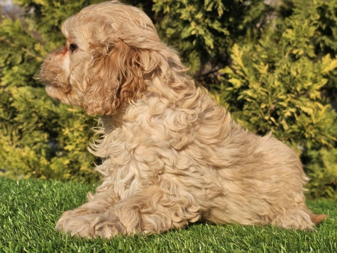 Cavapoo Welpe zu verkaufen