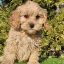 Perros Cavapoo en venta
