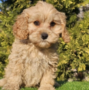 Cavapoo Welpe zu verkaufen