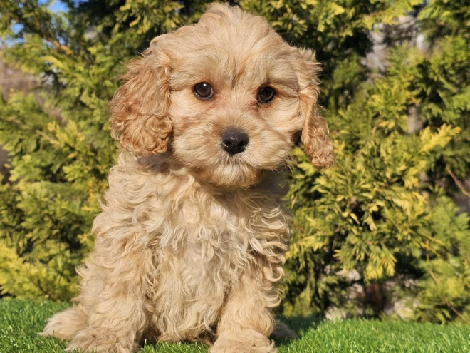 Cavapoo Welpe zu verkaufen