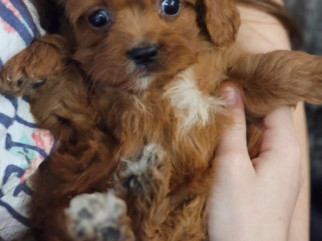 Perros Cavapoo en venta