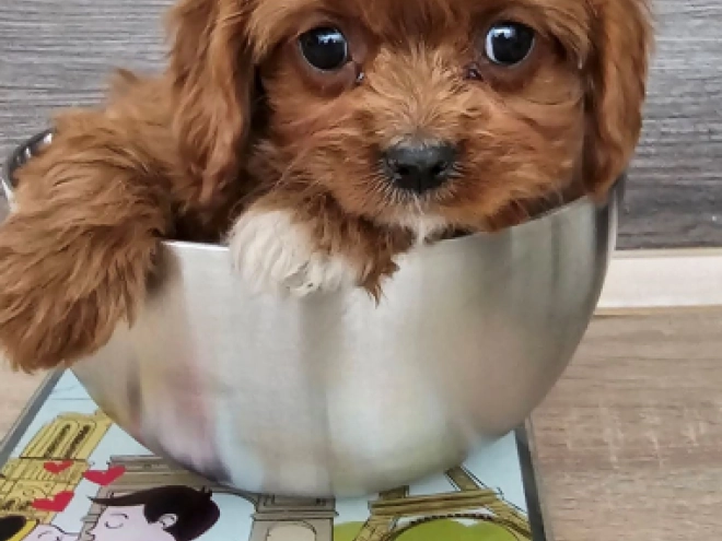 Perros Cavapoo en venta