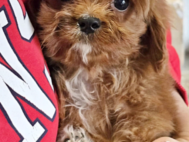 Perros Cavapoo en venta