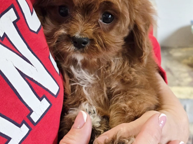 Perros Cavapoo en venta