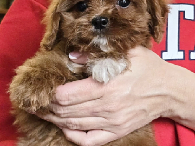 Perros Cavapoo en venta
