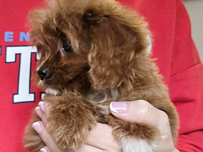 Perros Cavapoo en venta