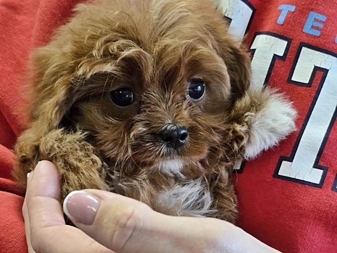Perros Cavapoo en venta