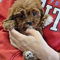 Perros Cavapoo en venta