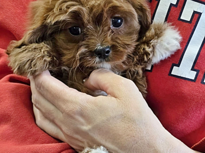 Perros Cavapoo en venta