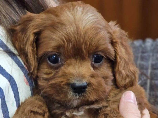 Perros Cavapoo en venta