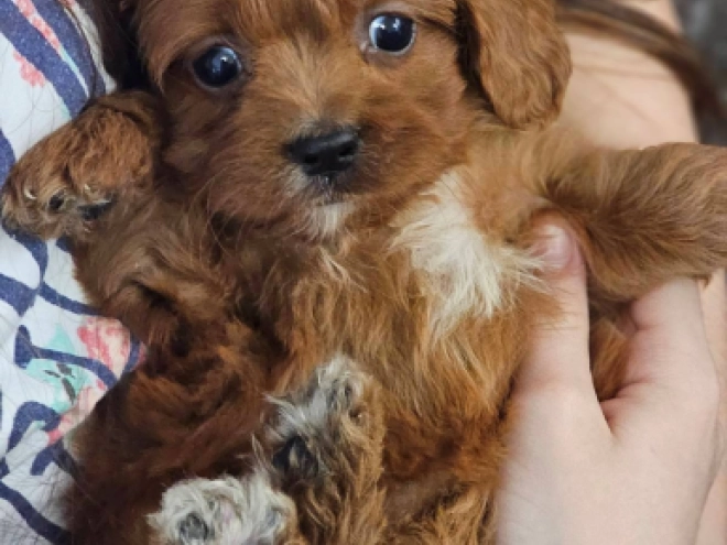 Perros Cavapoo en venta