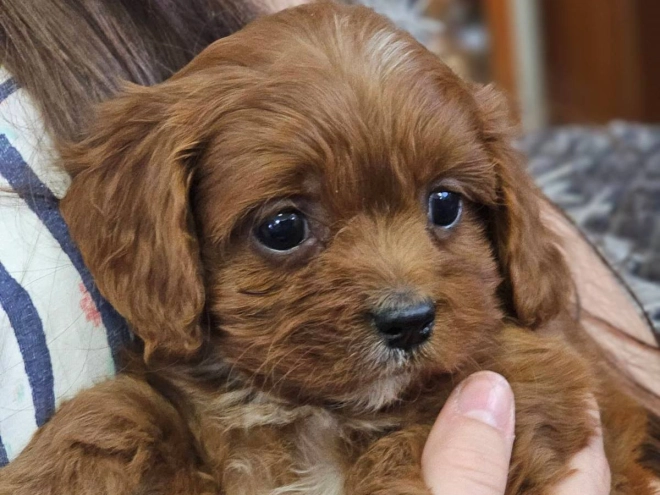 Perros Cavapoo en venta
