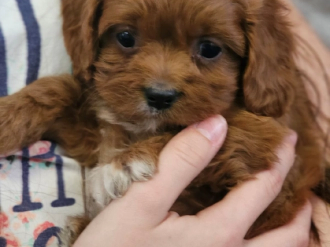 Perros Cavapoo en venta