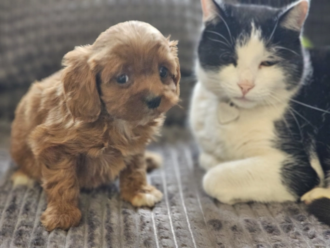 Perros Cavapoo en venta
