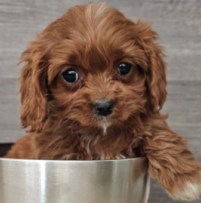 Cavapoo Welpe zu verkaufen