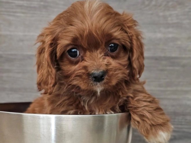 Perros Cavapoo en venta