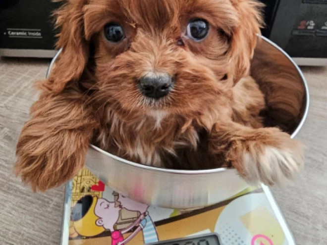 Perros Cavapoo en venta