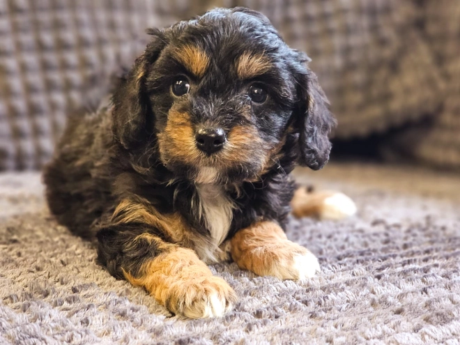 Cavapoo Welpe zu verkaufen