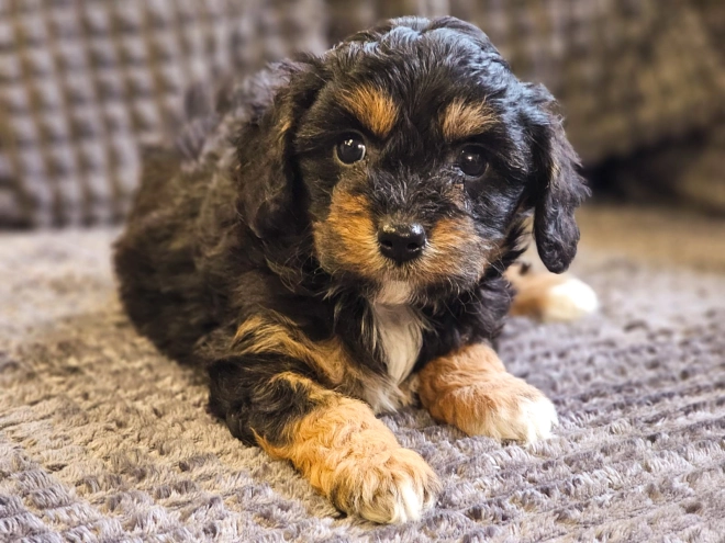 Cavapoo Welpe zu verkaufen