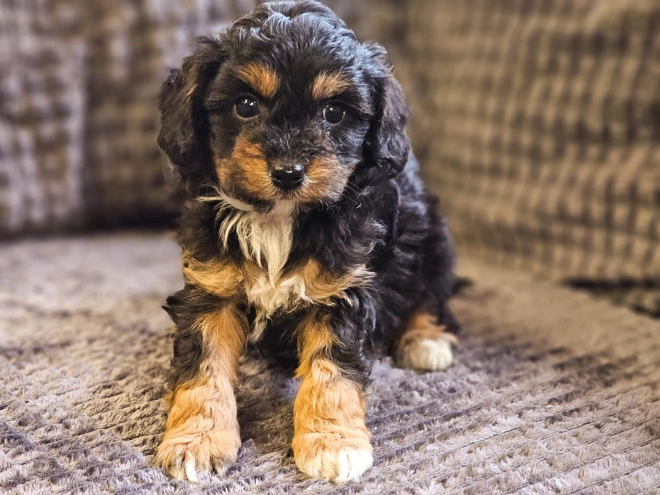 Cavapoo Welpe zu verkaufen