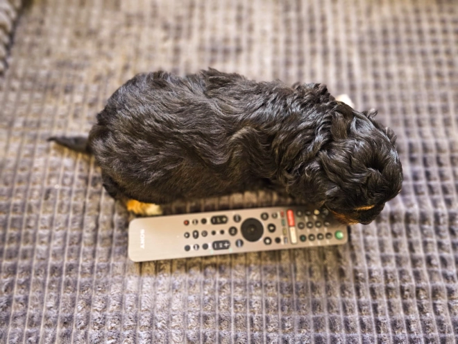 Cavapoo Welpe zu verkaufen