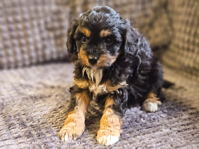 Cavapoo Welpe zu verkaufen