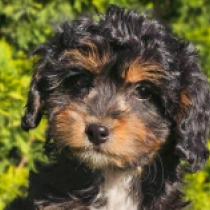 Perros Cavapoo en venta