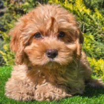 Cavapoo puppy for sale