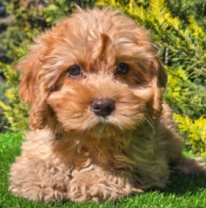 Cavapoo puppy