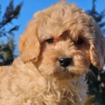 Cavapoo Welpe zu verkaufen