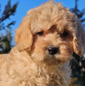 Cavapoo Welpe zu verkaufen