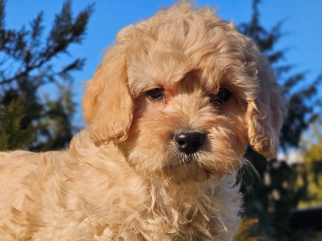 Cavapoo Welpe zu verkaufen