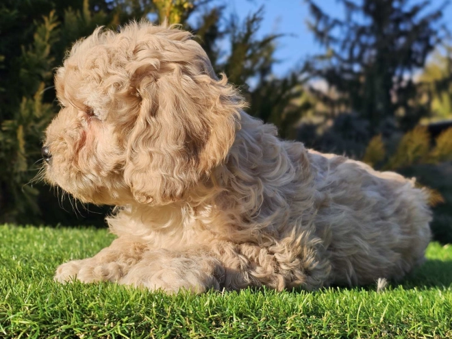 Cavapoo Welpe zu verkaufen