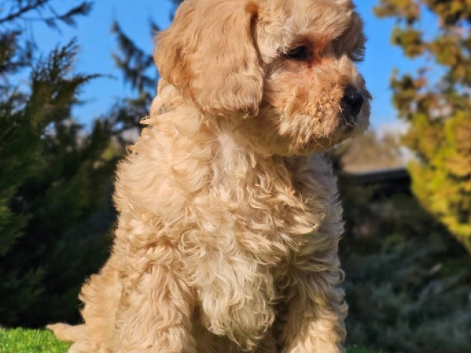 Cavapoo Welpe zu verkaufen
