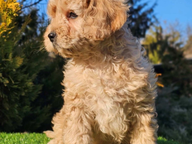 Cavapoo Welpe zu verkaufen