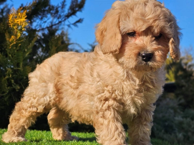 Cavapoo Welpe zu verkaufen