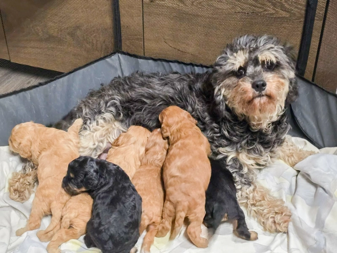 Cavapoo Welpe zu verkaufen