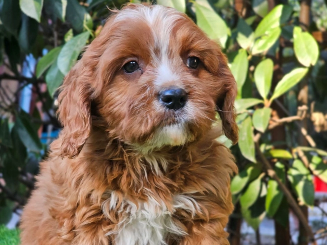 Cavapoo puppy for sale