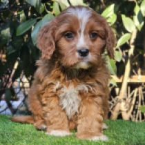 Cavapoo puppy for sale