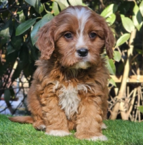 Cavapoo puppy