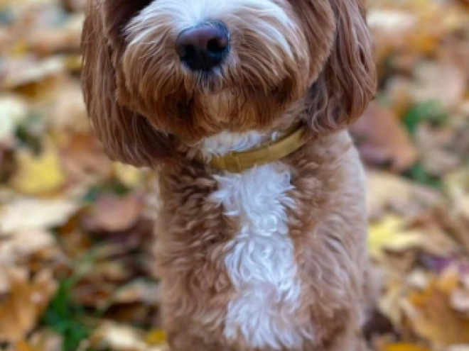 Cavapoo puppy for sale