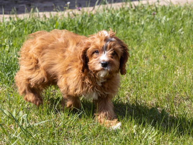 Cavapoo puppy for sale