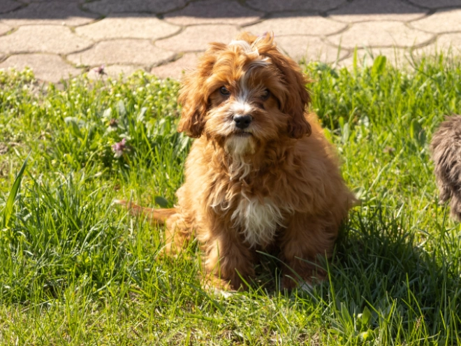 Cavapoo puppy for sale