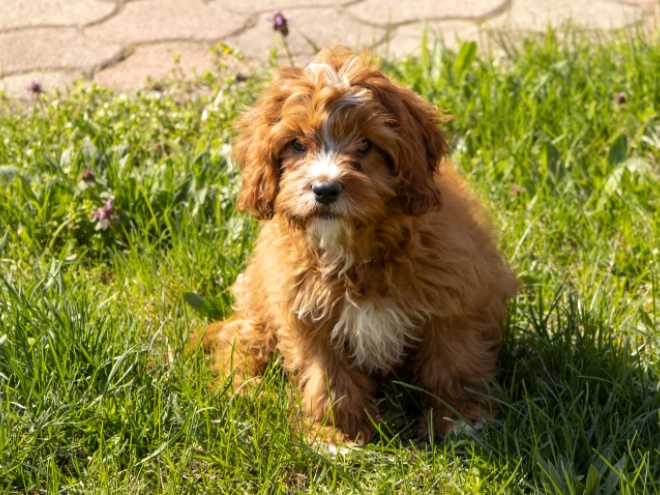 Cavapoo puppy for sale