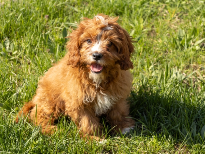 Cavapoo puppy for sale