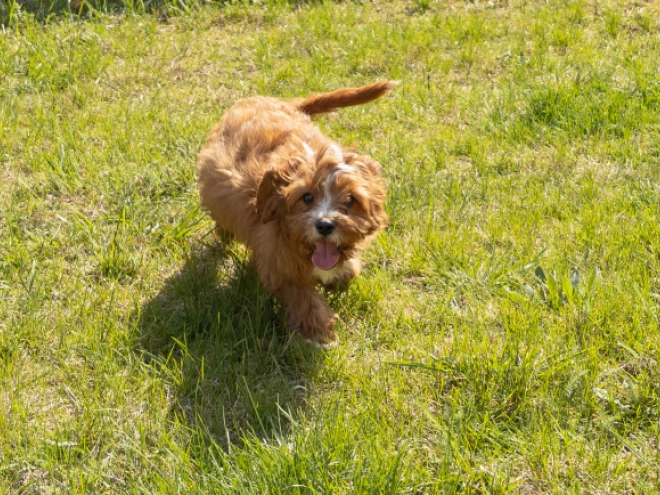 Cavapoo puppy for sale